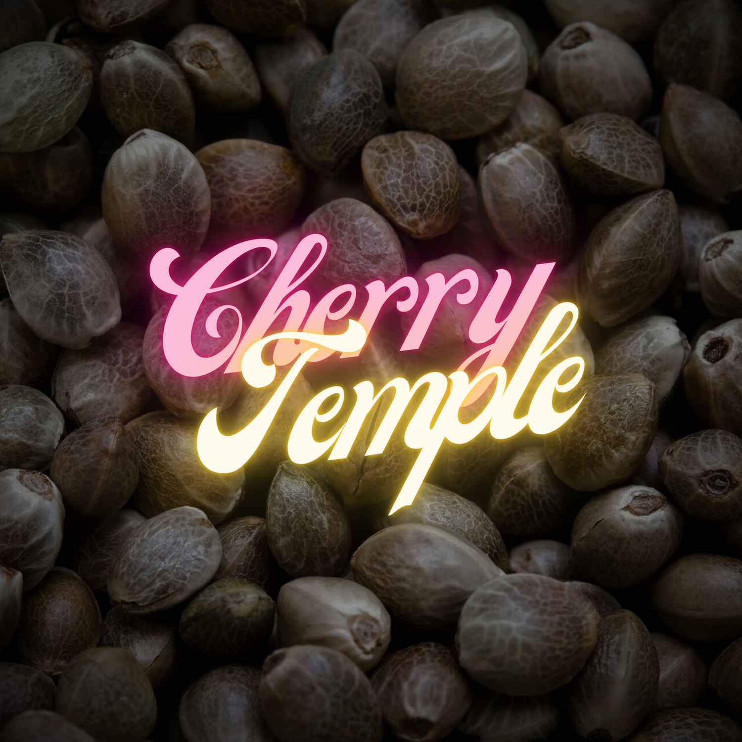 Cherry Temple Line